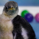 Gentoo penguin Alex was born in December at the Inbursa Aquarium and is the first Antarctic penguin to be born in Mexico.